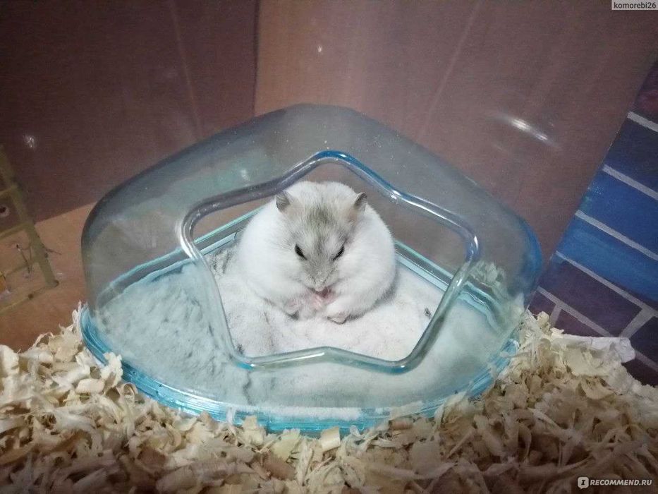 джунгарики маленькі