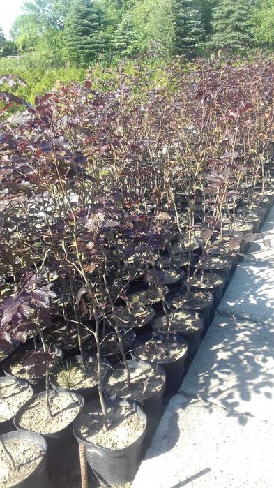 Buk pospolity Atropurpurea buk czerwony 100 - 120 cm 100 sztuk