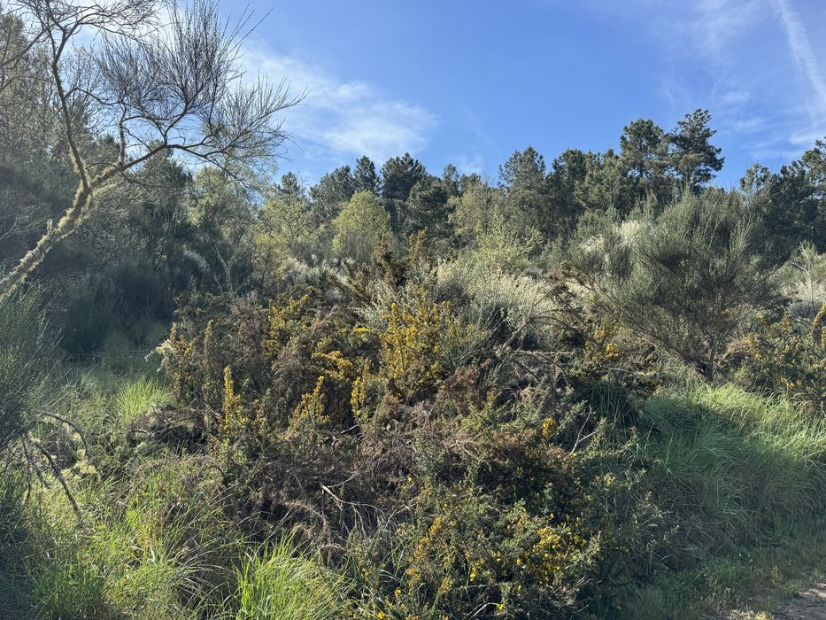Terreno rustico na encosta da aldeia de Falachos