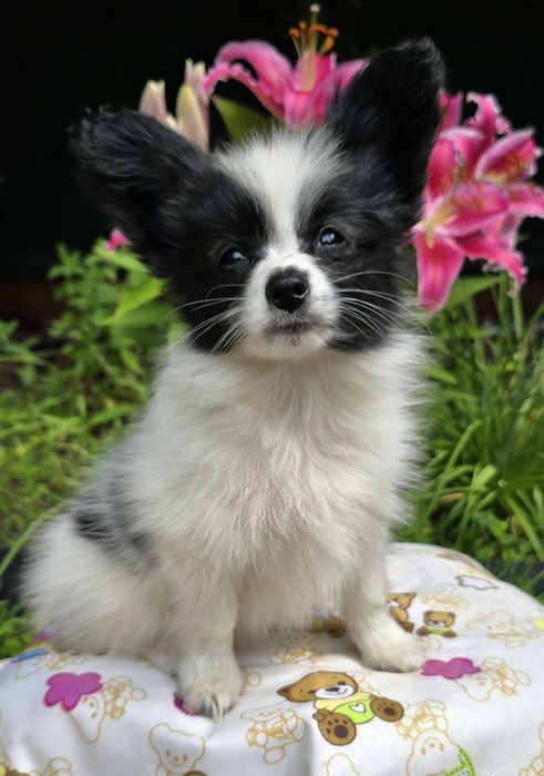 PAPILLON - spaniel kontynentalny miniaturowy- ZKwP/FCI