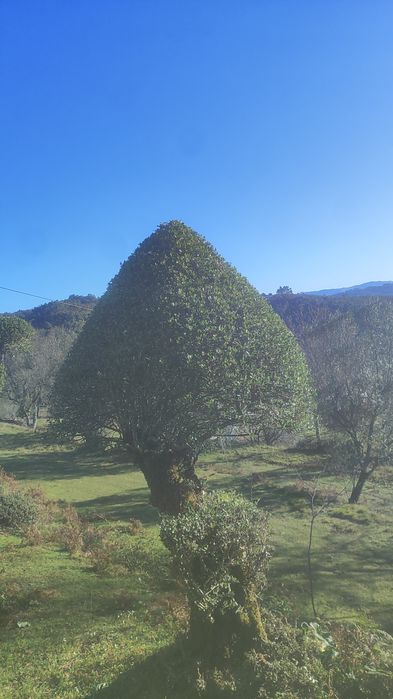 Limpeza de terrenos manutenção de jardins