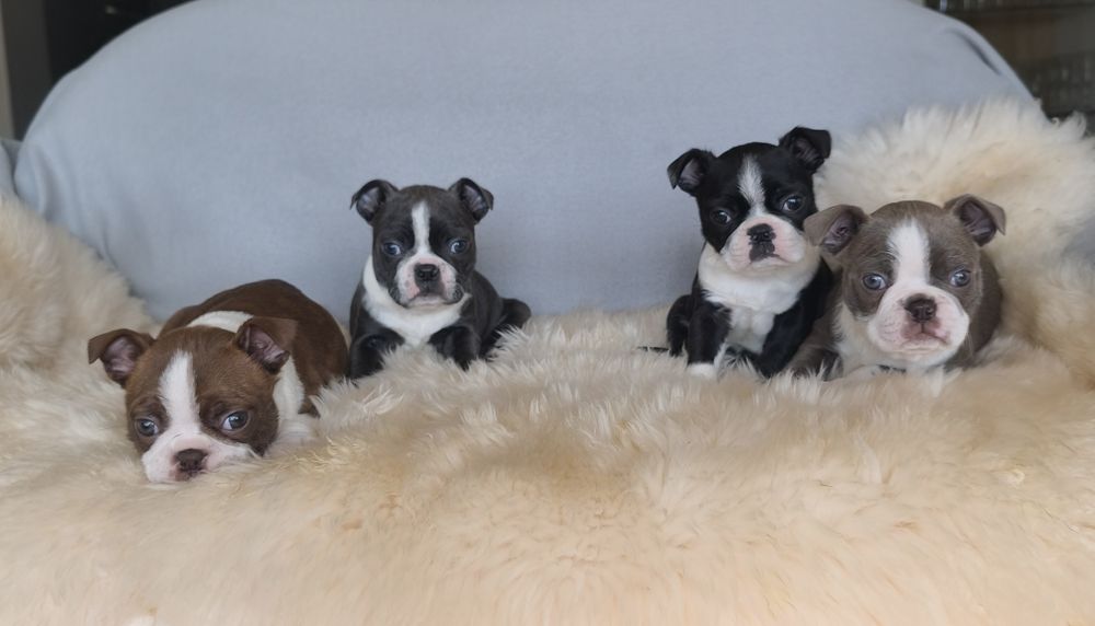 Boston Terrier śliczna kolorowa  suczka.