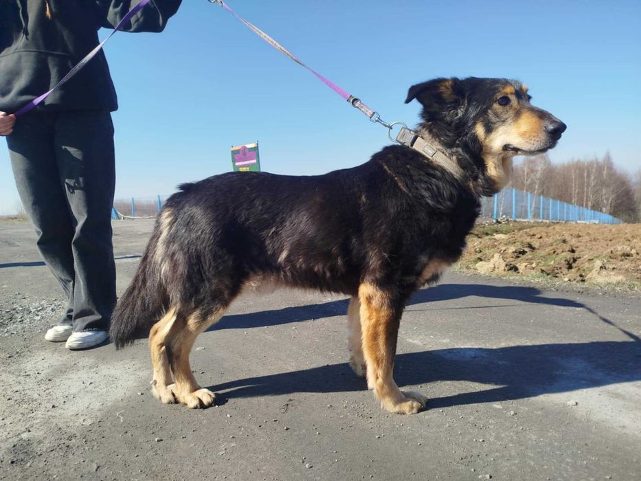 Artur - starszy piesek szuka domu