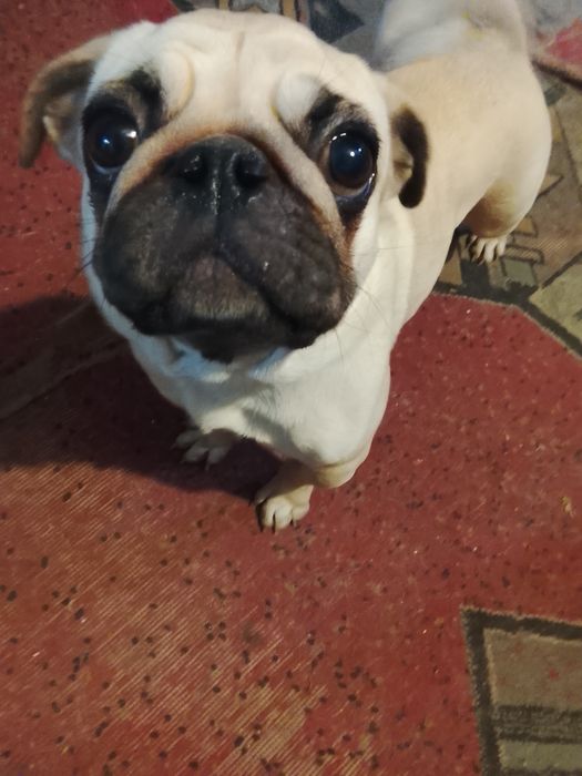 Продається мопс кремового оксрас тільки самовивіз а