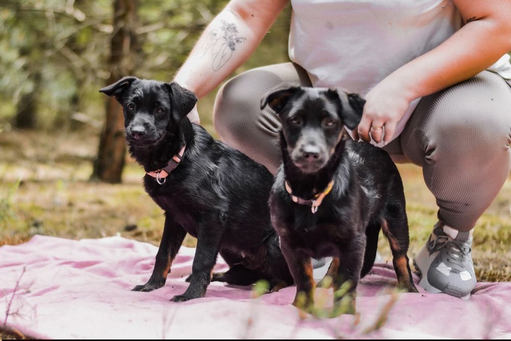 Bolek i Lolek polecają się do adopcji