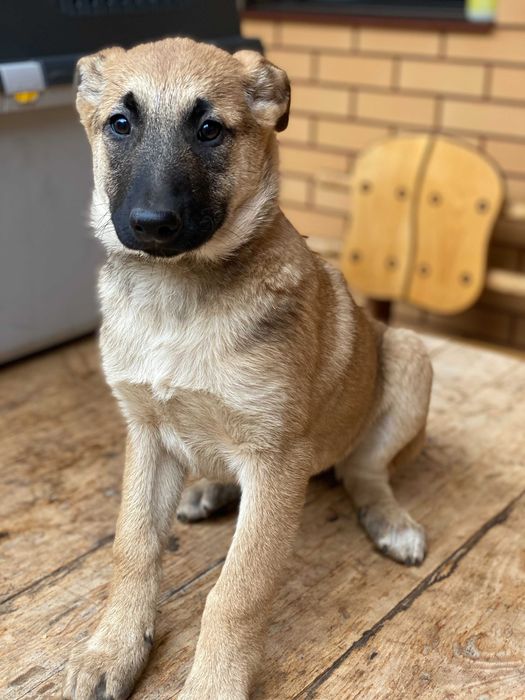 Елітні цуценята малінуа