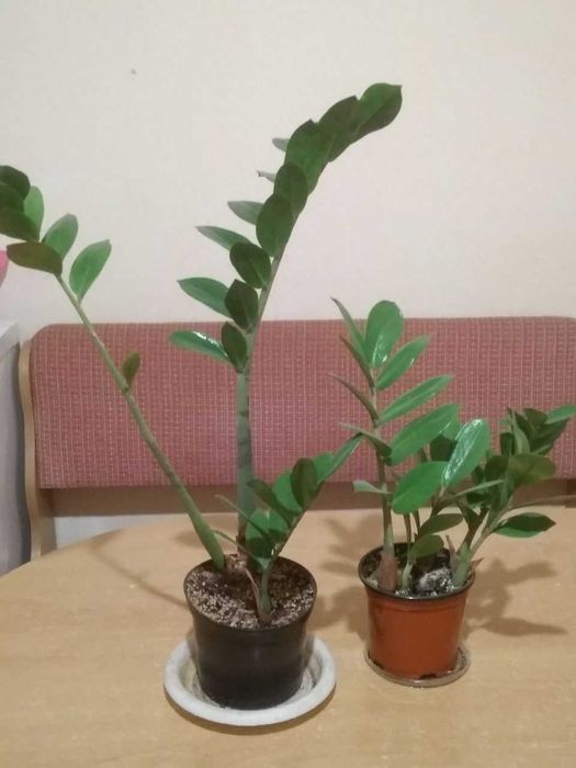 Замиокулькас Долларовое дерево