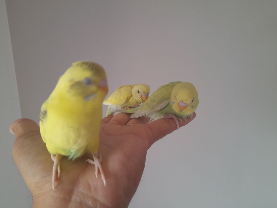 Piriquitos australianos