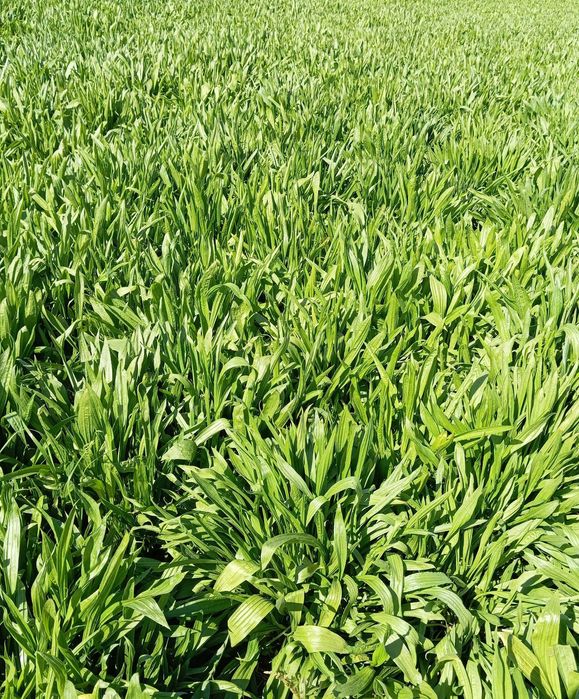 nasiona babka lancetowata 2025