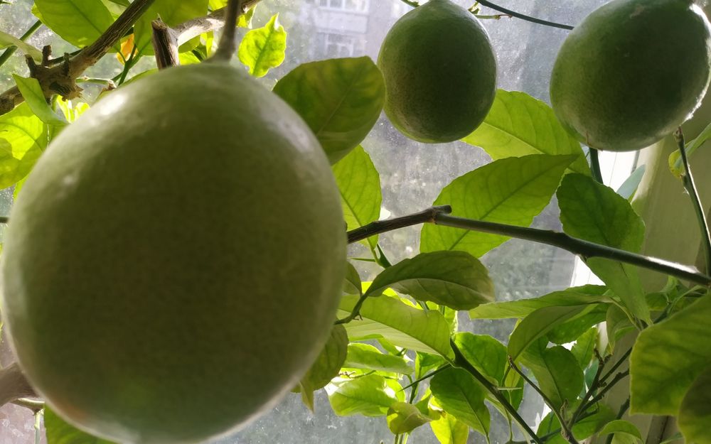 Лимон для домашнього вирощування
Цей лимон для домашнього вирощування.