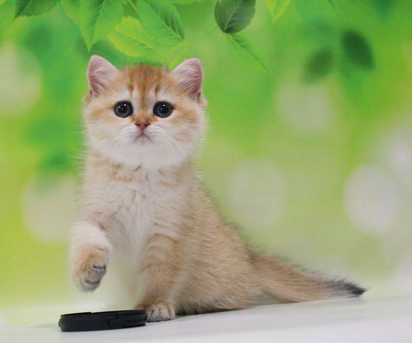 Золота принцеса на ім'я Альонка