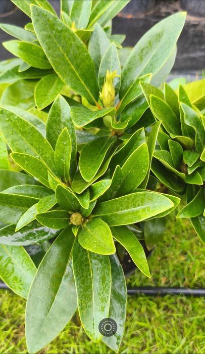 Rhododendron Różanecznik