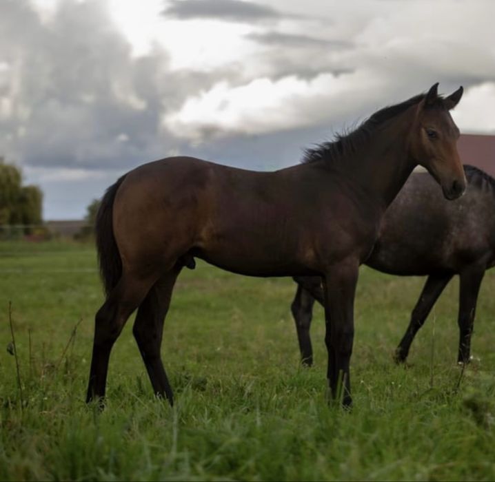 Źrebak ogier 2025 zangersheide Chacco Blue