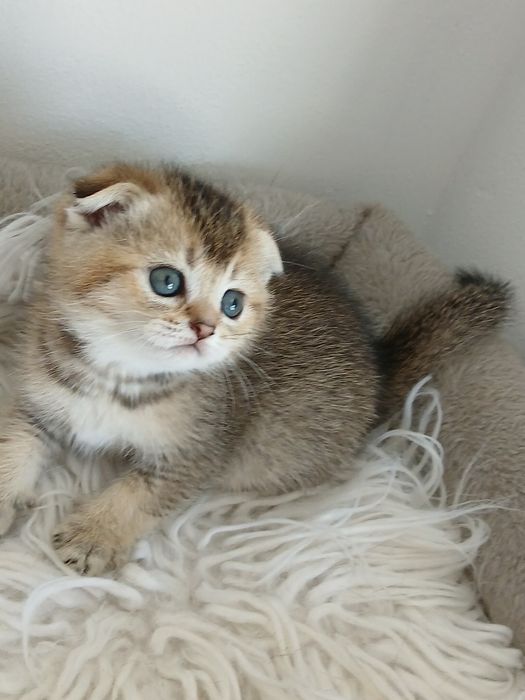 Macho Scottish Fold