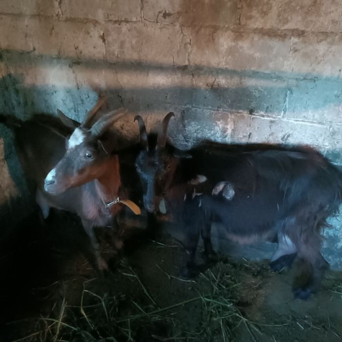 Продаються дві кози