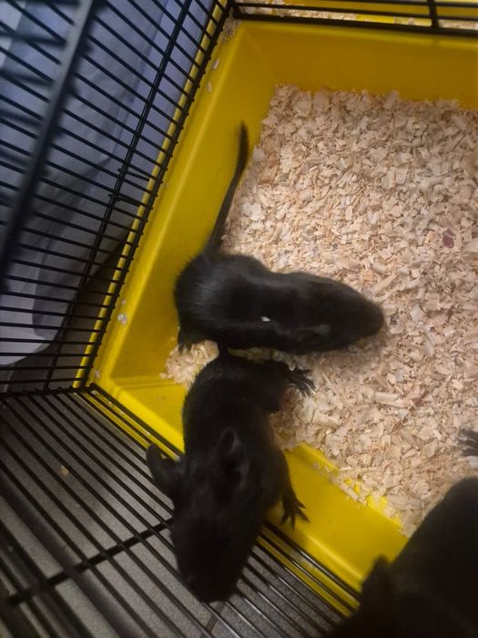 Koszatniczki.  Kraków. Sklep Zoologiczny Rafa Kraków.