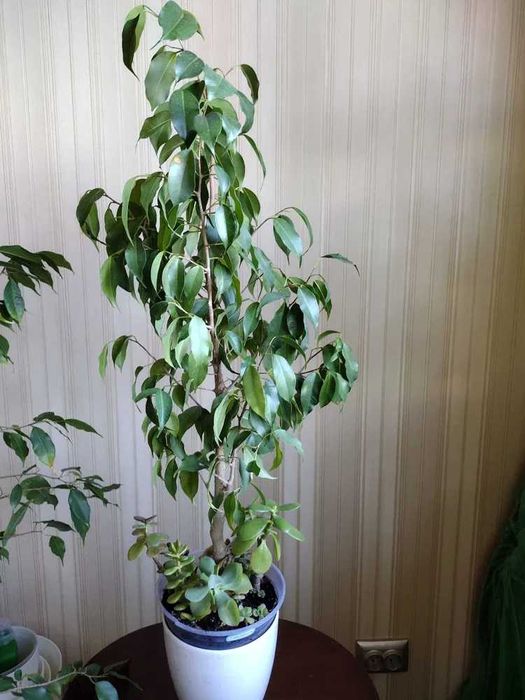 Фикусы Бенджамина