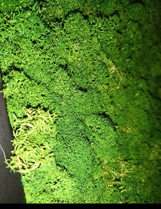 Obraz z mchu żywego