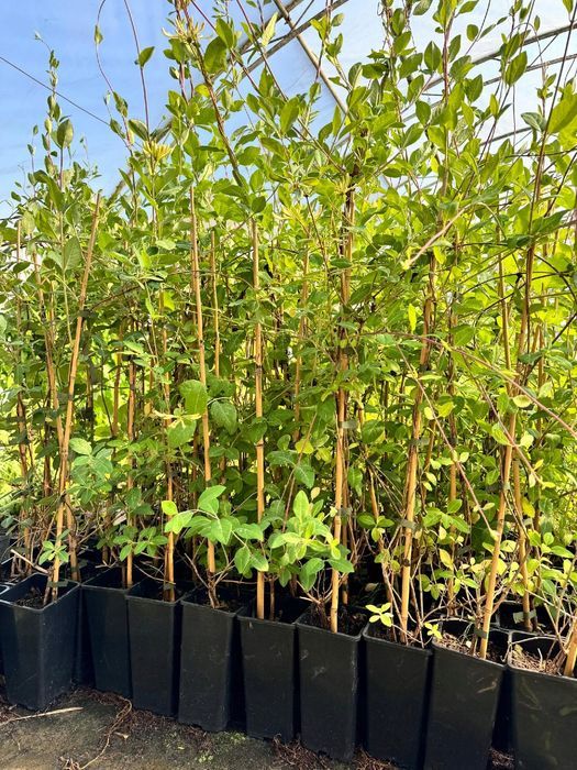 Wiciokrzew pomorski 'Graham Thomas' Pięknie pachnie, Doniczka 2.0L