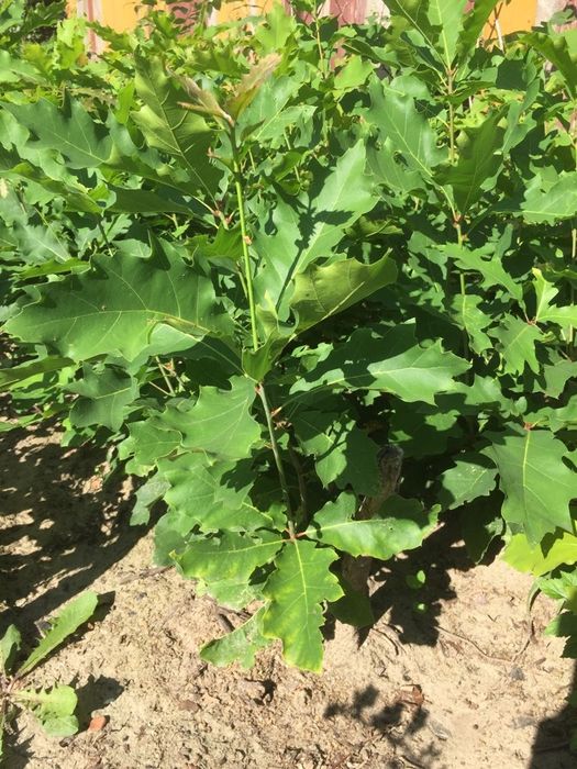 Sadzonki dębu czerwonego i zwyczajnego DO KAŻDYCH 10SZTUK 1 GRATIS