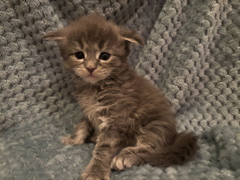 Kocięta Maine coon z rodowodem FPL