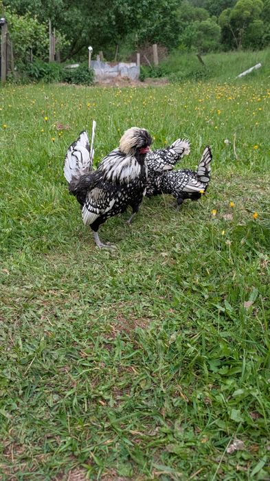 Jaja lęgowe czubatka miniaturowa