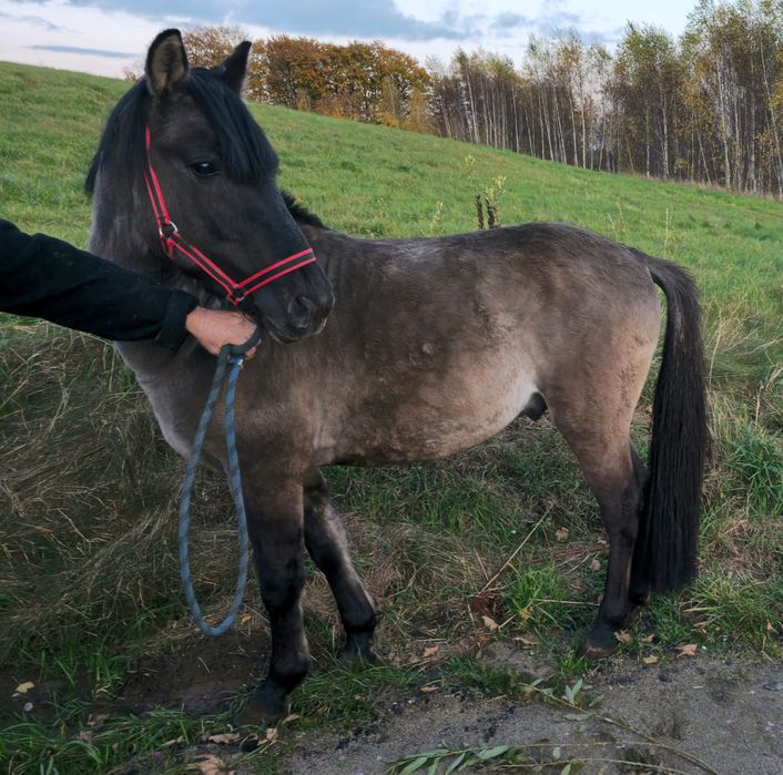 Konik polski ogier z licencją