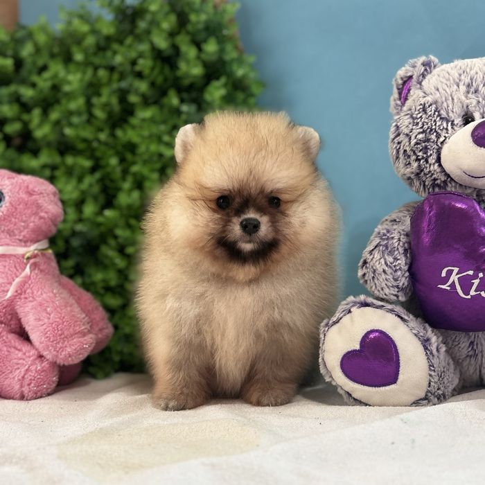 ляльковий Ведмедик шоу классу