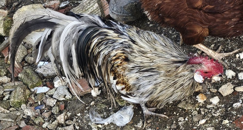 Galos Várias Raças