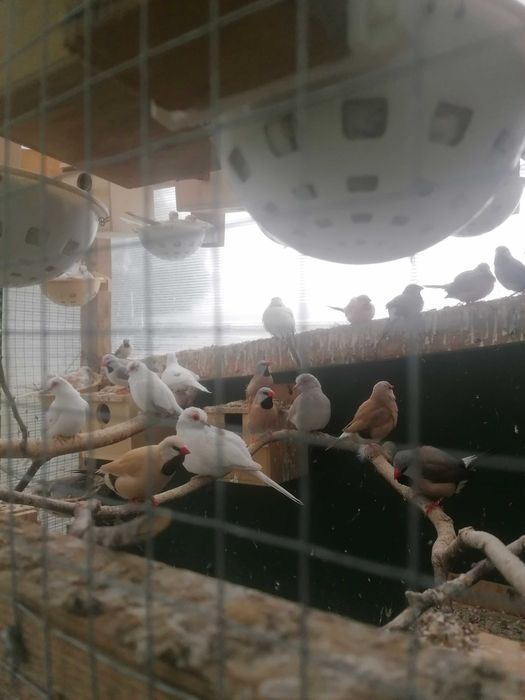 Gołąbki diamentowe