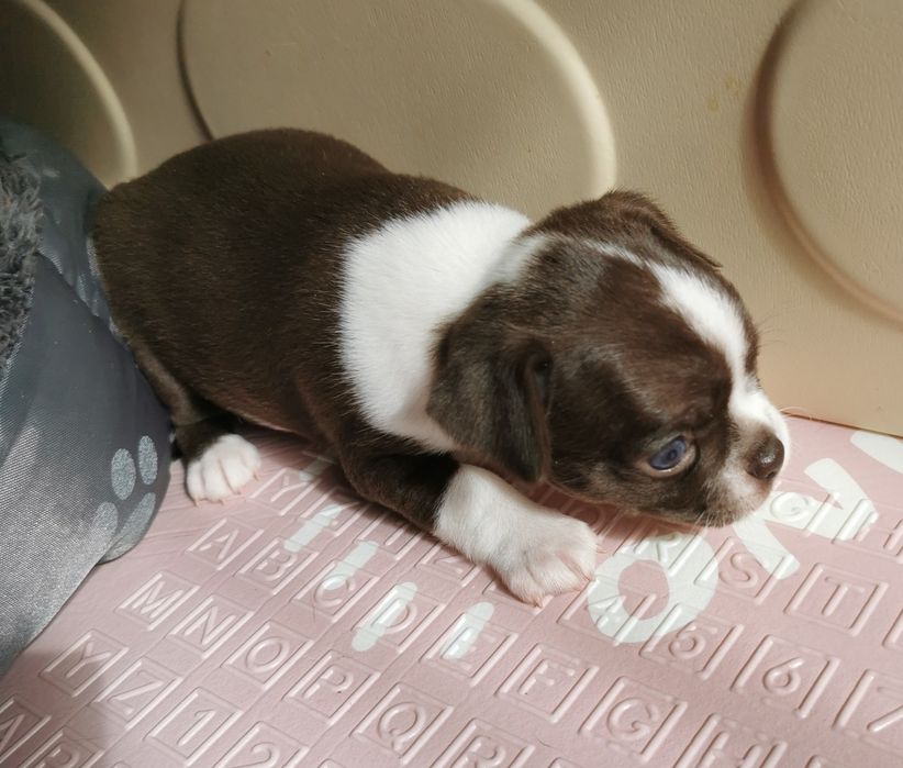 Suczka Chihuahua