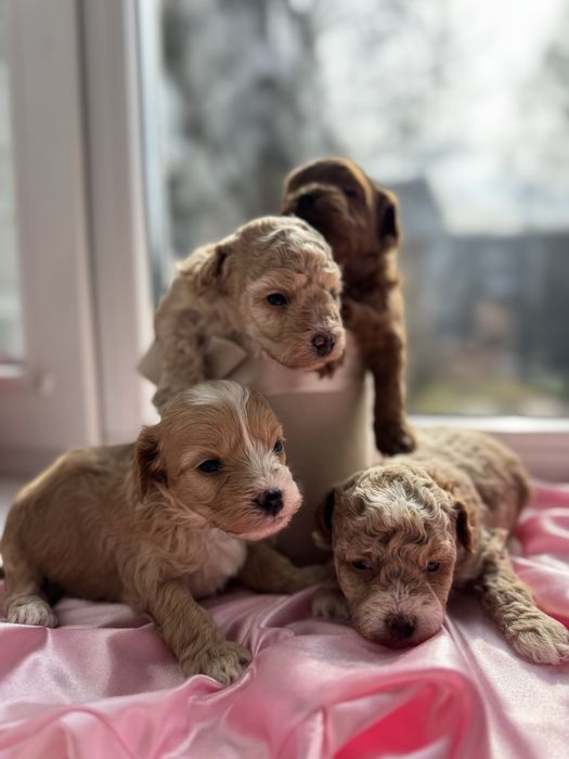 Мальтипу мальтіпу