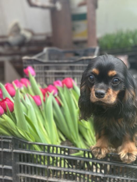 Кавалер Кінг Чарльз Спаніель-династія чемпіонів