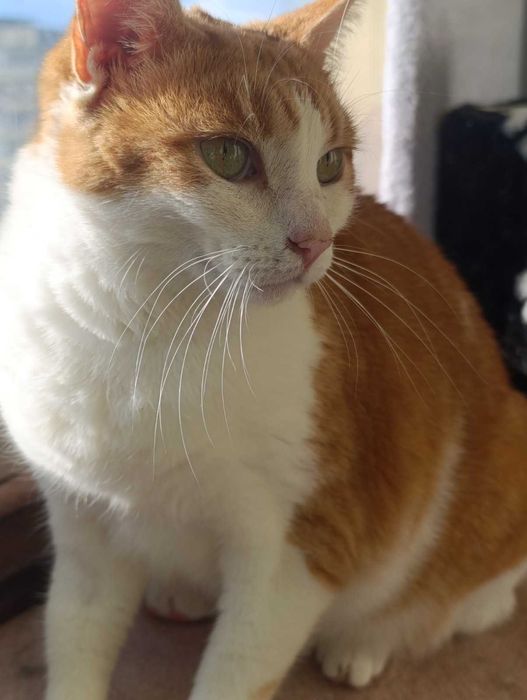 Рижуля, 4 роки, стерилізована, вакцинована, дуже ласкава