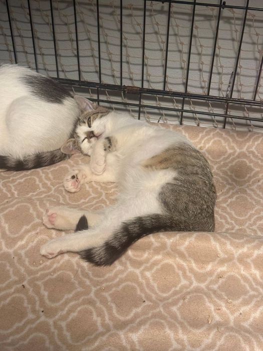 Bunia, Kokosek, Orzeszek i Mirabelka do adopcji!