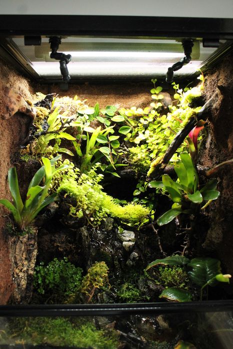 Terrarium bioaktywne dla gekona orzęsionego 40x40x60 ( Exotic Leszno)