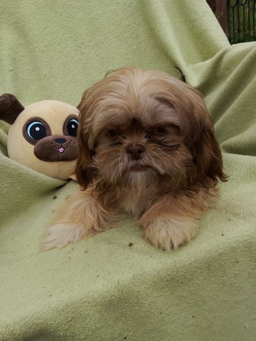 Suczka gotowa do odbioru 4 miesiące Shih tzu