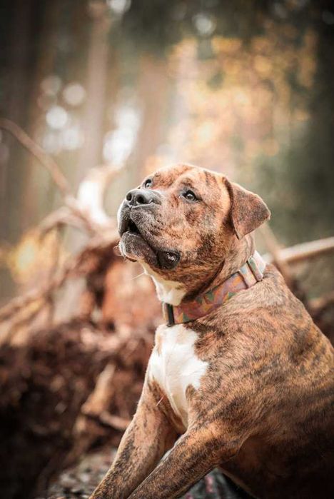 Lordziu mix w typie molosa do adopcji.