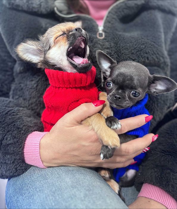 Chihuahua River Wolf's