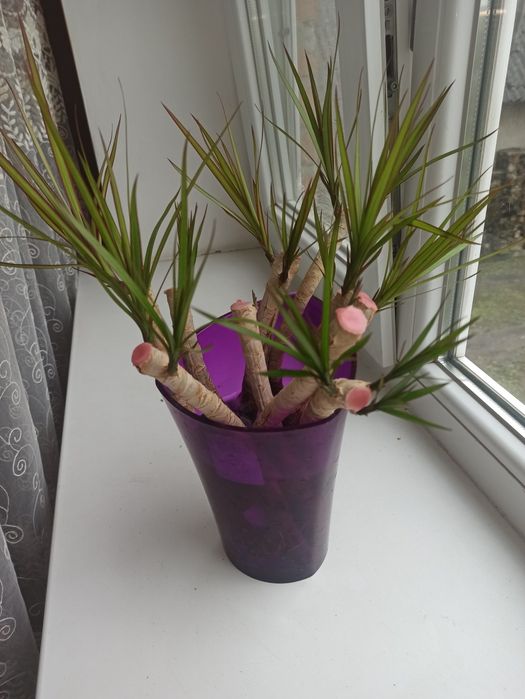 Продається Драцена