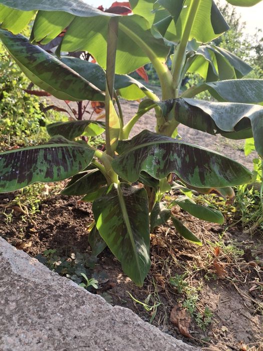 Банан  кімнатний