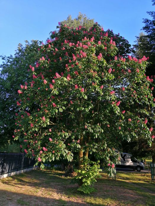 Kasztanowiec czerwony 'Briotti'