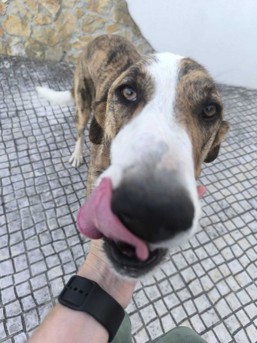 Dá-se 2 cães arraçados de Rafeiro Alentejano