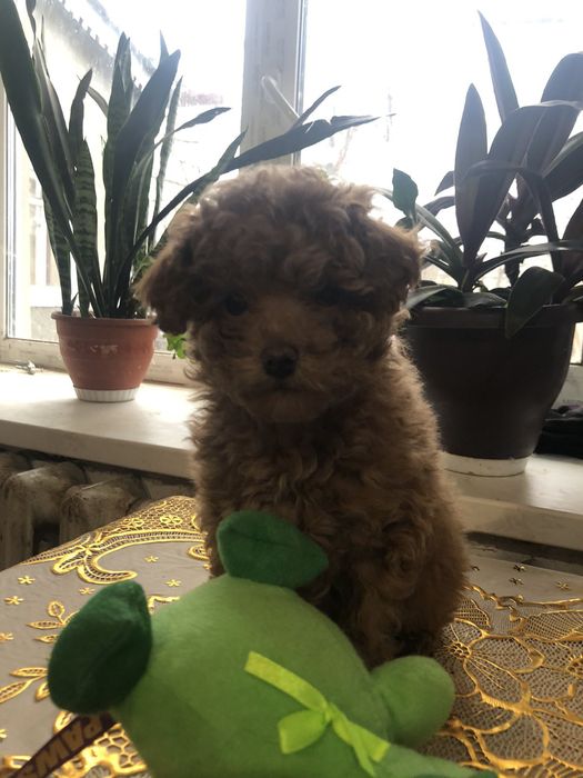 Неймовірні той пуделята