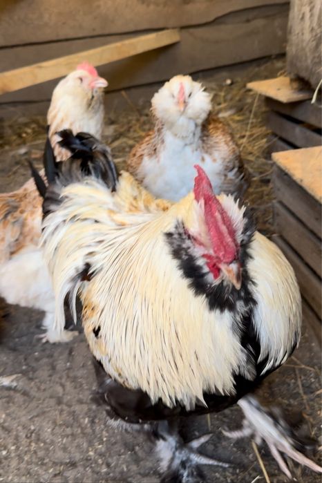 Фавероль інкубаційне яйце