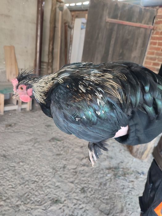 Kogut mix silka z kochinem