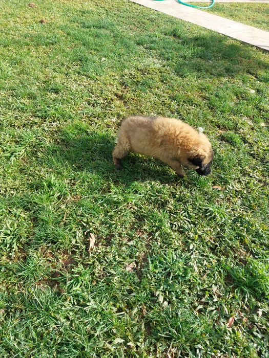 Serra da estrela para adoção