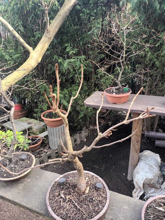 Drzewa Bonsai i Pre-Bonsai