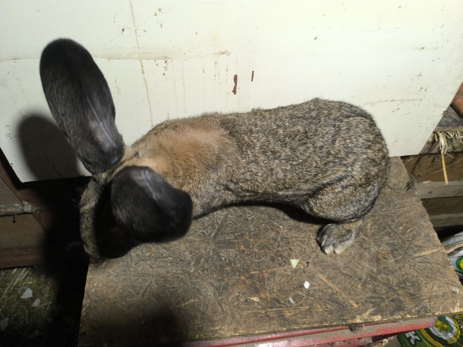 Sprzedam samca królika