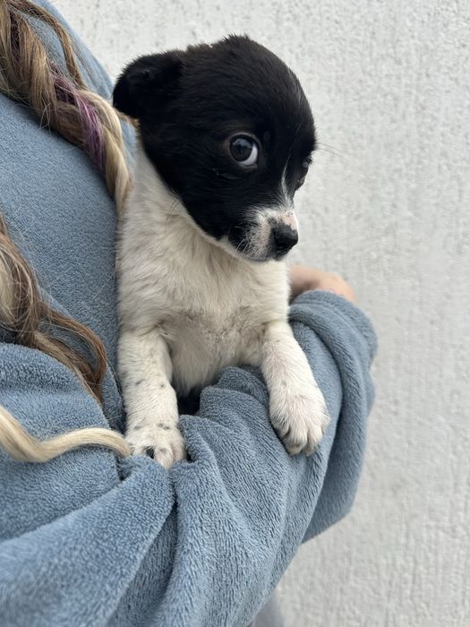 Цуценята маленької породи